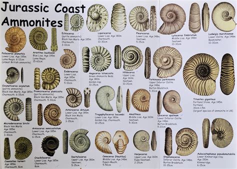 how to know all fossils.